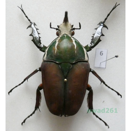 Mecynorhina ugandensis (Moser, 1907) male ex. ovo Uganda6